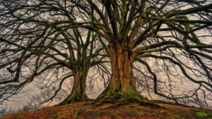 tree, nature, wood